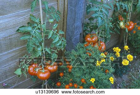 Stock Photograph - Close-up of red tomatoes and yellow French marigolds against fence. Fotosearch