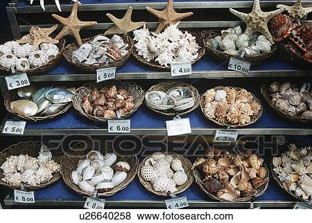 Stock Photo - Close up of seashells for sale in Venetian shop. Fotosearch