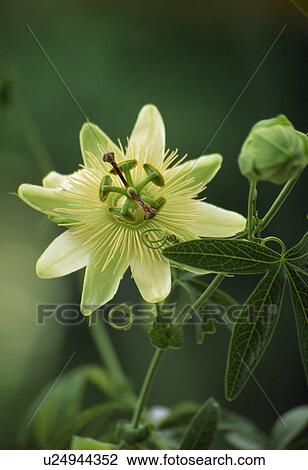 Stock Image - Close -up of single bloom of yellow passionflower... Fotosearch