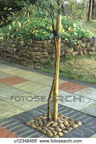 Stock Photo - Close-up of small tree with cobble mulching in paved area of garden. Fotosearch