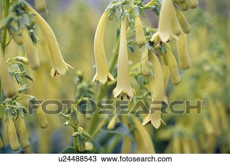 Close up of sprig of yellow phygelius. View Large Photo Image Stock Image - Close up of sprig of yellow phygelius.. Fotosearch