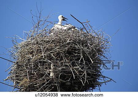 Stock Photo - Close up of stork on rooftop nest in Romania&#10;. Fotosearch