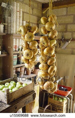 Close-up of string of onions hanging up to dry in garden shed View Large Photo Image Stock Photo - Close-up of string of onions hanging up to dry in garden shed. Fotosearch