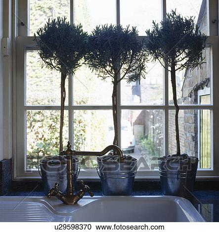 Stock Image - Close-up of three clipped rosemary bushes in metal pots on windowsill above sink. Fotosearch