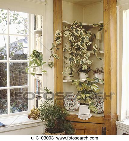 Close-up of trailing ivy in pot on on shelves in pine corner cupboard View Large Photo Image Stock Image - Close-up of trailing ivy in pot on on shelves in pine corner cupboard. Fotosearch