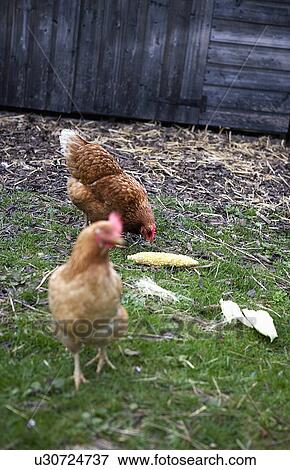 Stock Photo - Close up of two chickens in yard. Fotosearch