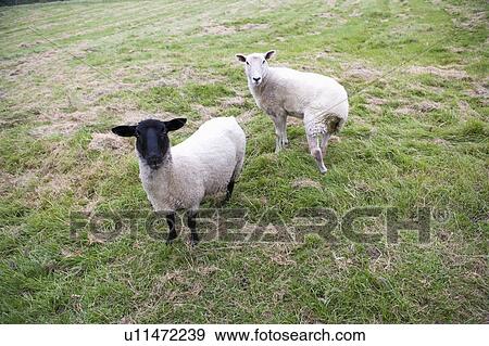 Stock Photo - Close up of two sheep in field. Fotosearch