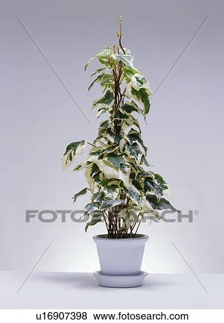 Close-up of variegated ivy in white pot View Large Photo Image Stock Photo - Close-up of variegated ivy in white pot. Fotosearch