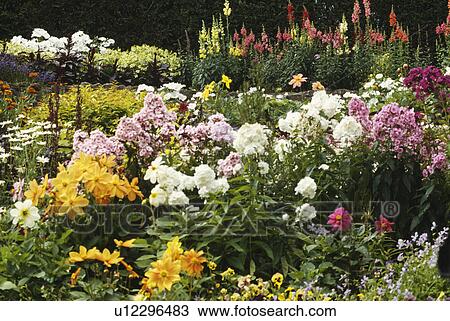 Close-up of white and pink phlox with yellow rudbeckia in summer garden border View Large Photo Image Stock Image - Close-up of white and pink phlox with yellow rudbeckia in summer garden border. Fotosearch