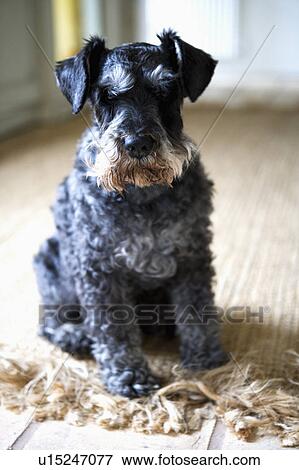 Stock Photo - Close up of wire haired terrier dog. Fotosearch