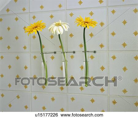 Close-up of yellow and white gerberas in individual glass vases on tiled wall View Large Photo Image Stock Photograph - Close-up of yellow and white gerberas in individual glass vases on tiled wall. Fotosearch