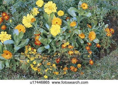 Stock Photography - Close-up of yellow calendula and French marigolds. Fotosearch