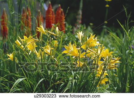 Close-up of yellow hemerocallis in summer border View Large Photo Image Stock Image - Close-up of yellow hemerocallis in summer border. Fotosearch