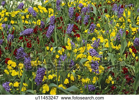 Close-up of yellow pansies and blue grape hyacinths View Large Photo Image Stock Photo - Close-up of yellow pansies and blue grape hyacinths. Fotosearch