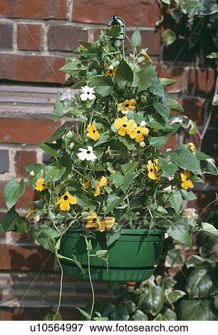 Close-up of yellow thunbergia in green plastic hanging basket View Large Photo Image Stock Photo - Close-up of yellow thunbergia in green plastic hanging basket. Fotosearch