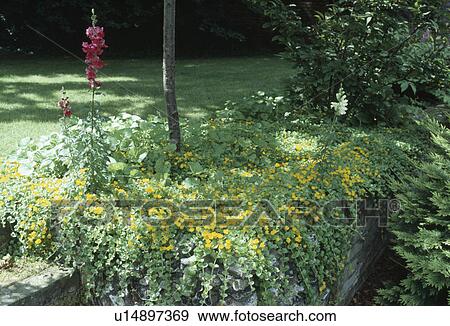 Close-up of yellow trailing plants on wall View Large Photo Image Stock Photo - Close-up of yellow trailing plants on wall. Fotosearch