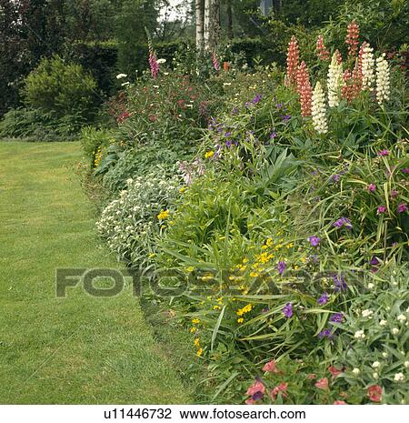 Stock Image - Cream and pink lupins in colourful summer border in country garden. Fotosearch