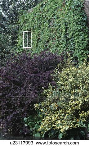 Stock Image - Euonymus and berberis in front of country house completely covered with green parthenocissus. Fotosearch