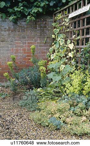 Stock Photo - Euphorbia growing in front of ivy clad wooden fence in walled garden. Fotosearch
