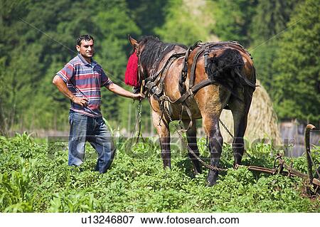 Farmer with horse and plough in field in Romania View Large Photo Image Stock Photo - Farmer with horse and plough in field in Romania . Fotosearch