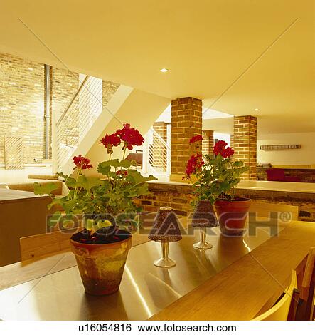 Geraniums in terracotta pots on table in modern open-plan dining room View Large Photo Image Stock Photograph - Geraniums in terracotta pots on table in modern open-plan dining room. Fotosearch