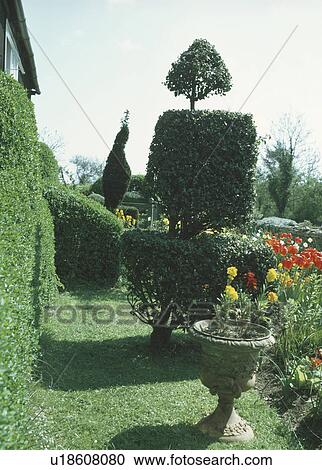 Grass path in spring garden with red and yellow tulips and topiary trees View Large Photo Image Stock Image - Grass path in spring garden with red and yellow tulips and topiary trees. Fotosearch