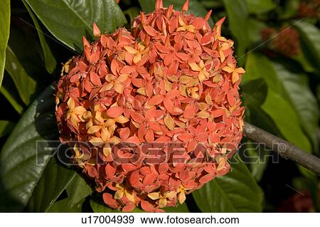Stock Photo - Ixora flower growing in a plantation, Kumily, Kerala, India. Fotosearch