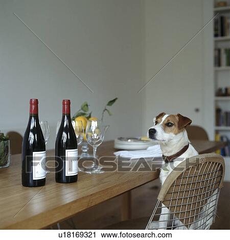 Jack Russell dog sitting on chair in dining room View Large Photo Image Stock Image - Jack Russell dog sitting on chair in dining room. Fotosearch