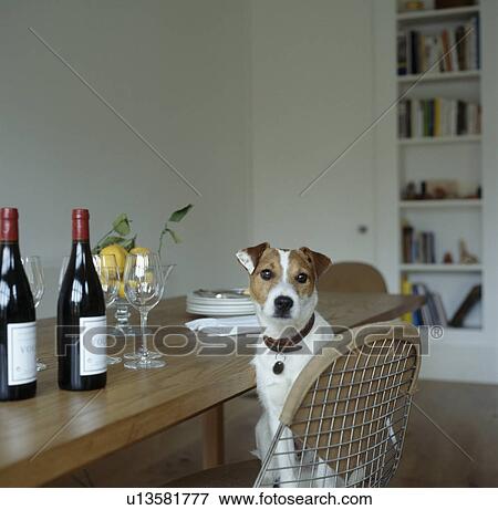 Jack Russell dog sitting on chair in dining room View Large Photo Image Stock Photo - Jack Russell dog sitting on chair in dining room. Fotosearch