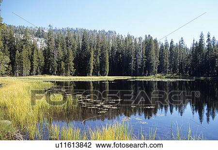 Lake with reflection of trees in Yosemite National Park in California View Large Photo Image Stock Image - Lake with reflection of trees in Yosemite National Park in California . Fotosearch
