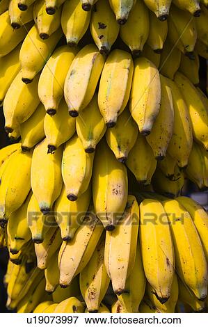 Large bunch of ripe bananas hanging outside a shop, Tamil Nadu, India View Large Photo Image Stock Photo - Large bunch of ripe bananas hanging outside a shop, Tamil Nadu, India. Fotosearch