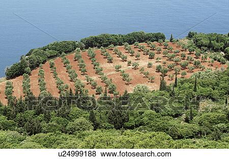Stock Photo - Looking down over wooded hillside to cultivated olive grove above the sea in Kipouria on the Greek island of Kefalonia. Fotosearch
