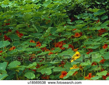 Massed planting of nasturtiums. View Large Photo Image Stock Photo - Massed planting of nasturtiums.. Fotosearch