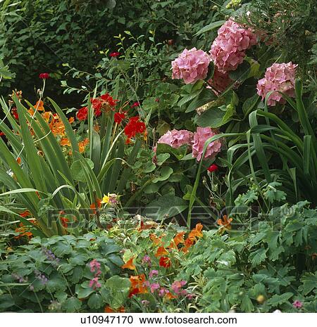 Mophead hydrangea growing in a mixed border with minulus and lychnis View Large Photo Image Stock Image - Mophead hydrangea growing in a mixed border with minulus and lychnis. Fotosearch