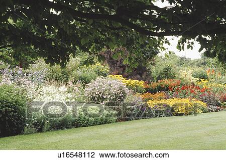 Orange and red perennials in large herbaceous border in country garden View Large Photo Image Stock Image - Orange and red perennials in large herbaceous border in country garden. Fotosearch