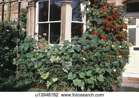Stock Image - Orange pyracantha and climbing green plant on bay window of small town house. Fotosearch