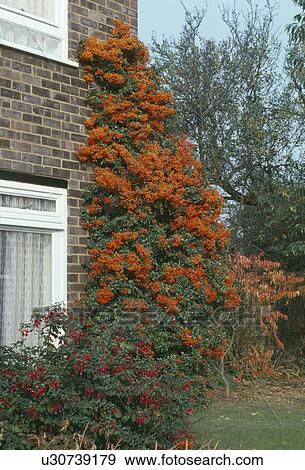 Stock Photo - Orange pyracantha growing on the side of small house. Fotosearch