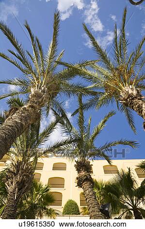 Stock Image - Palm trees beside Portomaso Marina and Hilton Hotel, Portomaso, Saint Julian’s, Malta. Fotosearch
