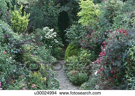 Picture - paved path through tall borders of shrubs and roses with clematis. Fotosearch