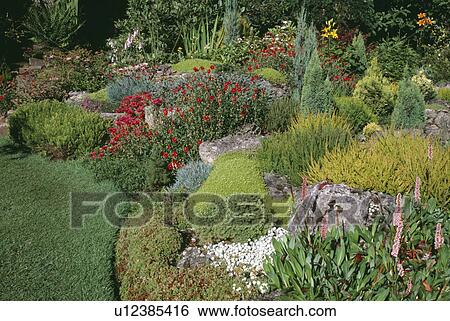 Persicaria and heather in rockery garden with small conifer shrubs View Large Photo Image Stock Photograph - Persicaria and heather in rockery garden with small conifer shrubs. Fotosearch