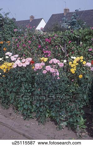 Pink and yellow chrysanthemums in back garden View Large Photo Image Stock Photo - Pink and yellow chrysanthemums in back garden . Fotosearch