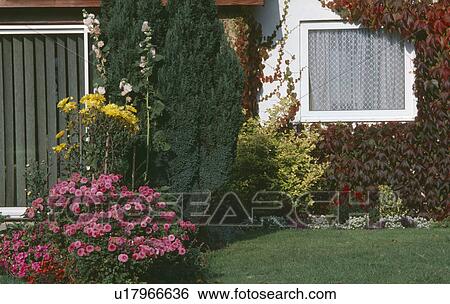 Pink chrysanthemums in front of sixties bungalow with net curtains at the window View Large Photo Image Stock Photograph - Pink chrysanthemums in front of sixties bungalow with net curtains at the window. Fotosearch