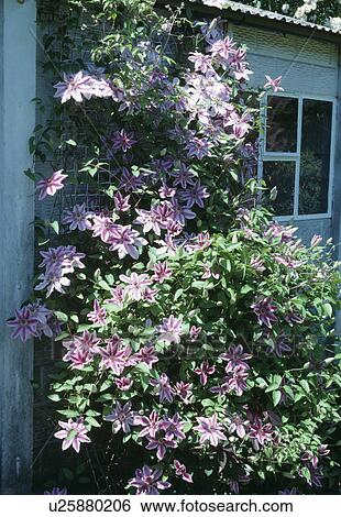 Stock Photograph - Pink clematis Nellie Moser on garden shed. Fotosearch