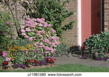 Stock Image - Pink hydrangeas and small flower bed beside back door in walled garden. Fotosearch