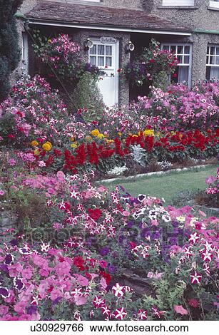 Stock Photograph - Pink petunias profusely planted in small garden in front of house with hanging baskets and white front door. Fotosearch