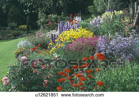 Pink roses and red lychnis with blue campanula and delphiniums in large herbaceous summer border View Large Photo Image Stock Image - Pink roses and red lychnis with blue campanula and delphiniums in large herbaceous summer border. Fotosearch