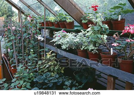 Plants on long shelf inside greenhouse View Large Photo Image Stock Image - Plants on long shelf inside greenhouse. Fotosearch