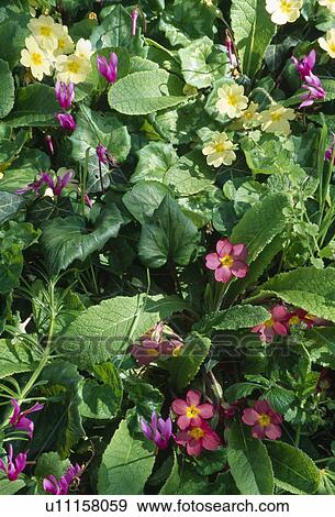Stock Photo - Primroses, pink primulas with winter flowering cyclamen.. Fotosearch