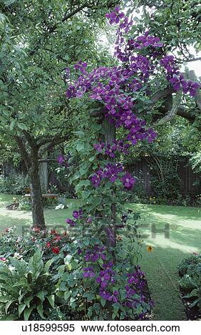 Stock Photography - Purple clematis growing up small tree in country garden. Fotosearch