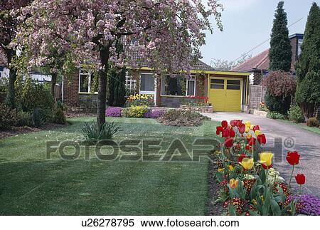 Stock Photography - Red and yellow tulips in border and pink prunus in lawn in front of suburban bungalow with attached garage. Fotosearch